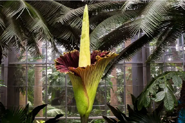 Amorphophallus Titanum