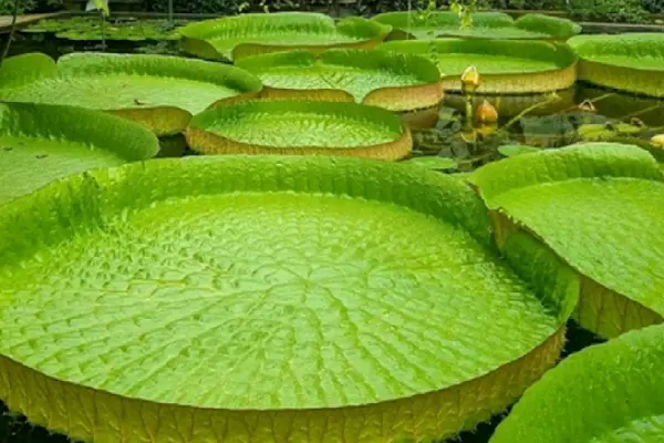 Giant Water Lily