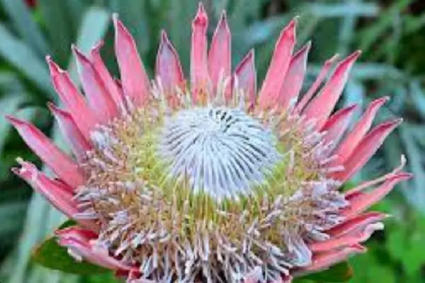 Protea Cynaroides