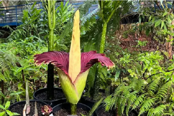 Titan Arum