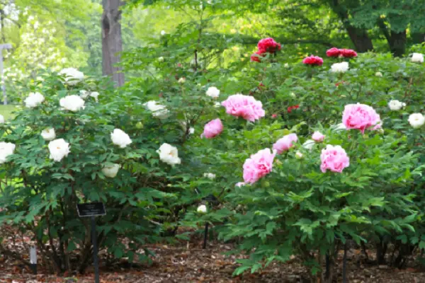 Tree PeonyTree Peony