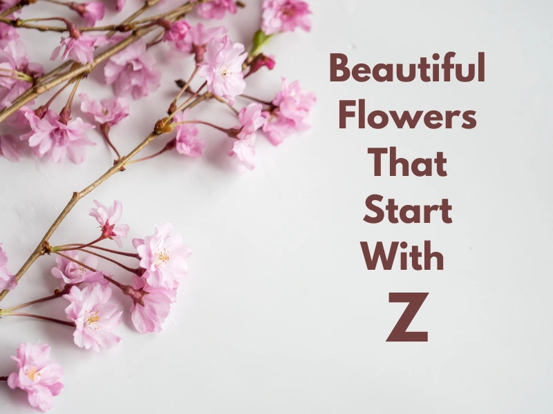 Beautiful Flowers That Start With Z Samtana