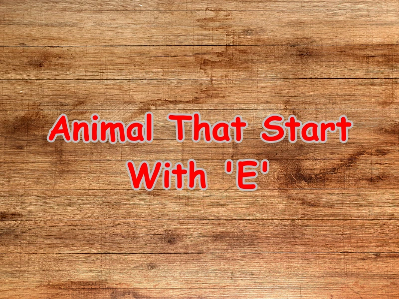 animals-that-start-with-e-interesting-facts-samtana