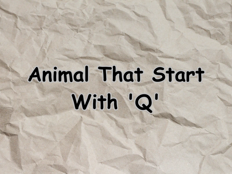 Animals That Start With Q (Interesting Facts) - Samtana