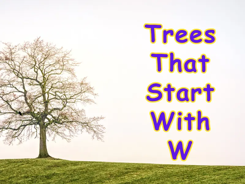 Trees That Start With W
